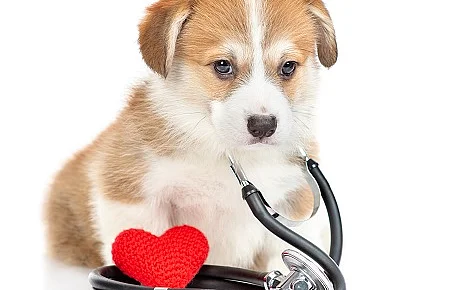 Corgi puppy with stethoscope on his neck sits with red heart and