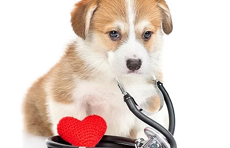 Corgi puppy with stethoscope on his neck sits with red heart and