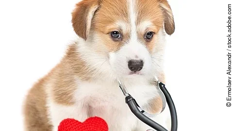 Corgi puppy with stethoscope on his neck sits with red heart and