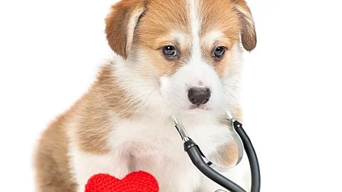 Corgi puppy with stethoscope on his neck sits with red heart and