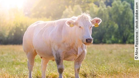 Grass fed Belgian Blue cow (Race de la Moyenne et Haute Belgique