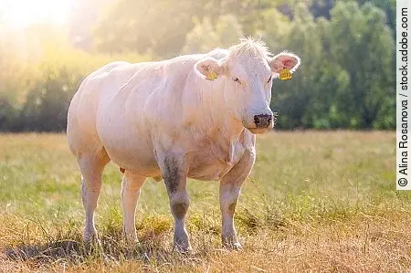 Grass fed Belgian Blue cow (Race de la Moyenne et Haute Belgique