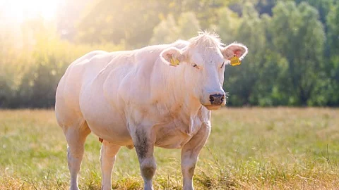 Grass fed Belgian Blue cow (Race de la Moyenne et Haute Belgique