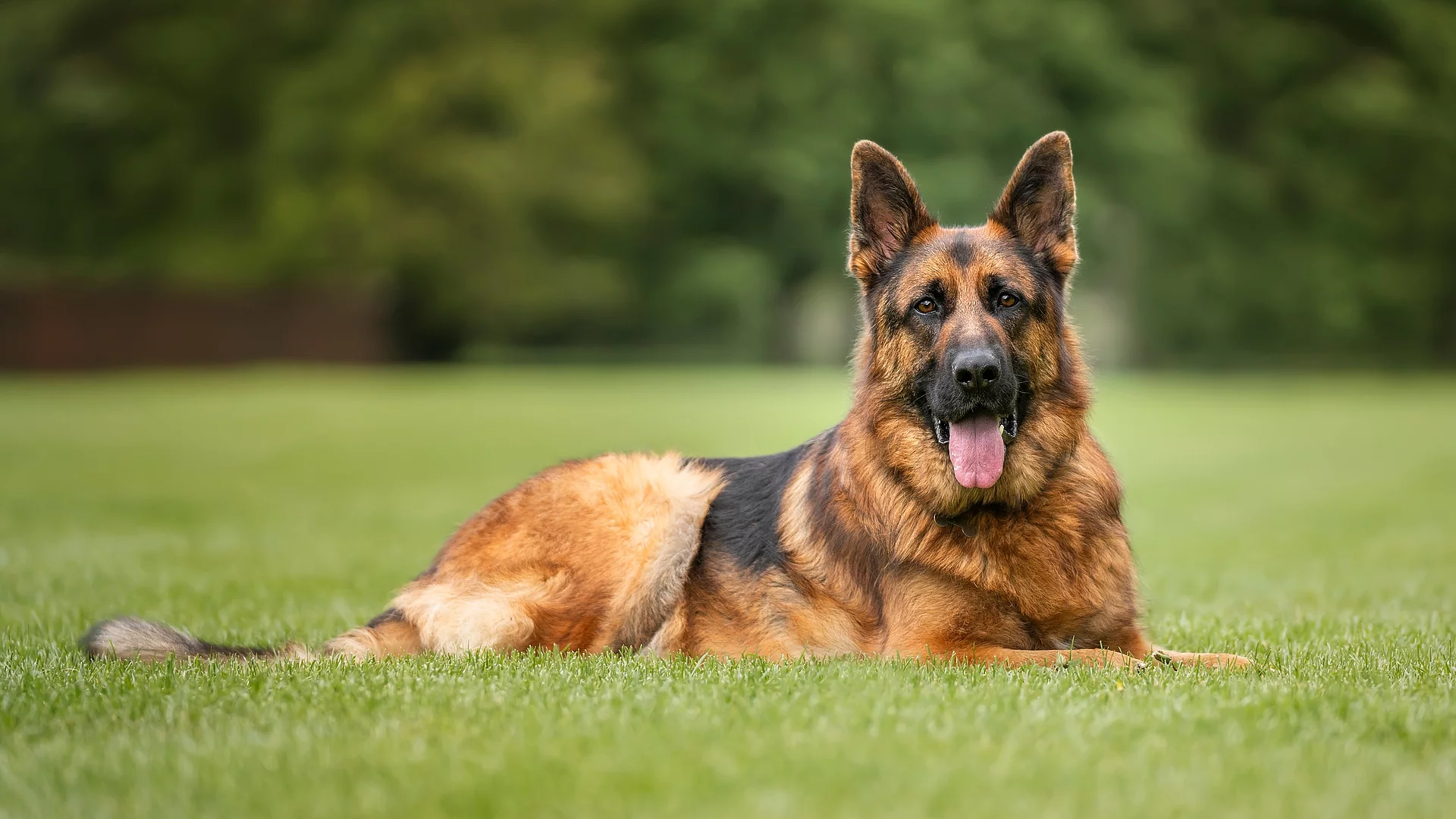 Ein Deutscher Schäferhund liegt im grünen Gras und hechelt.
