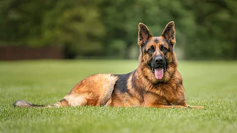 Ein Deutscher Schäferhund liegt im grünen Gras und hechelt.