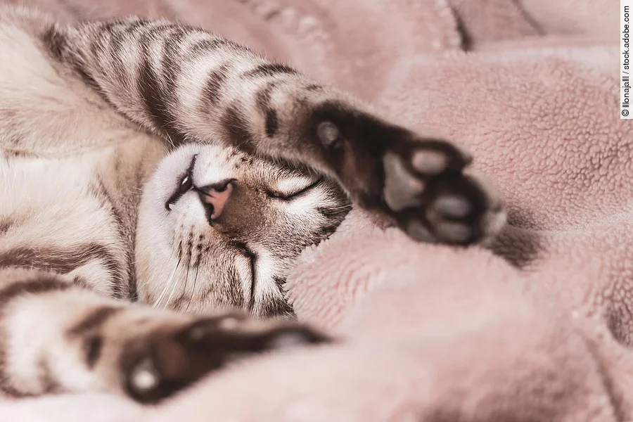 Eine junge Katze liegt auf dem Rücken mit über den Kopf hinweg gestreckten Vorderpfoten eingekuschelt in einer Decke.