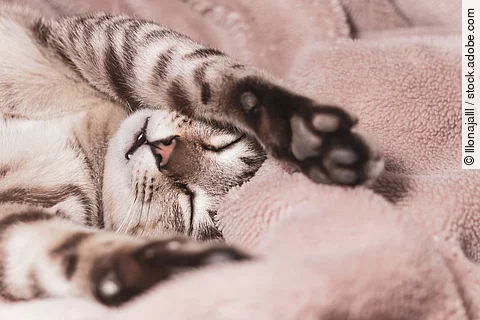Eine junge Katze liegt auf dem Rücken mit über den Kopf hinweg gestreckten Vorderpfoten eingekuschelt in einer Decke.