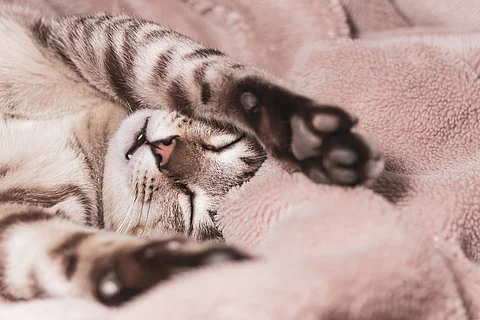 Eine junge Katze liegt auf dem Rücken mit über den Kopf hinweg gestreckten Vorderpfoten eingekuschelt in einer Decke.