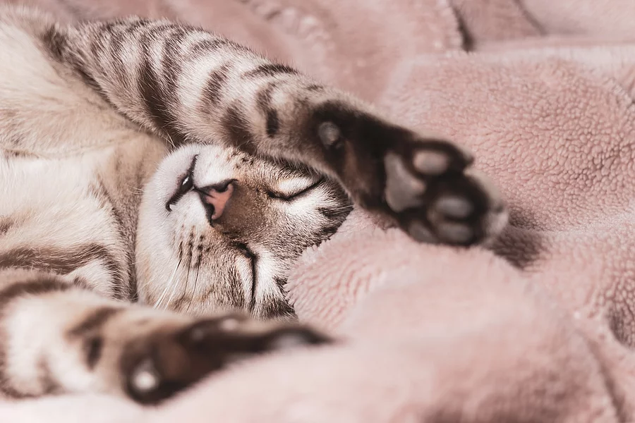 Eine junge Katze liegt auf dem Rücken mit über den Kopf hinweg gestreckten Vorderpfoten eingekuschelt in einer Decke.