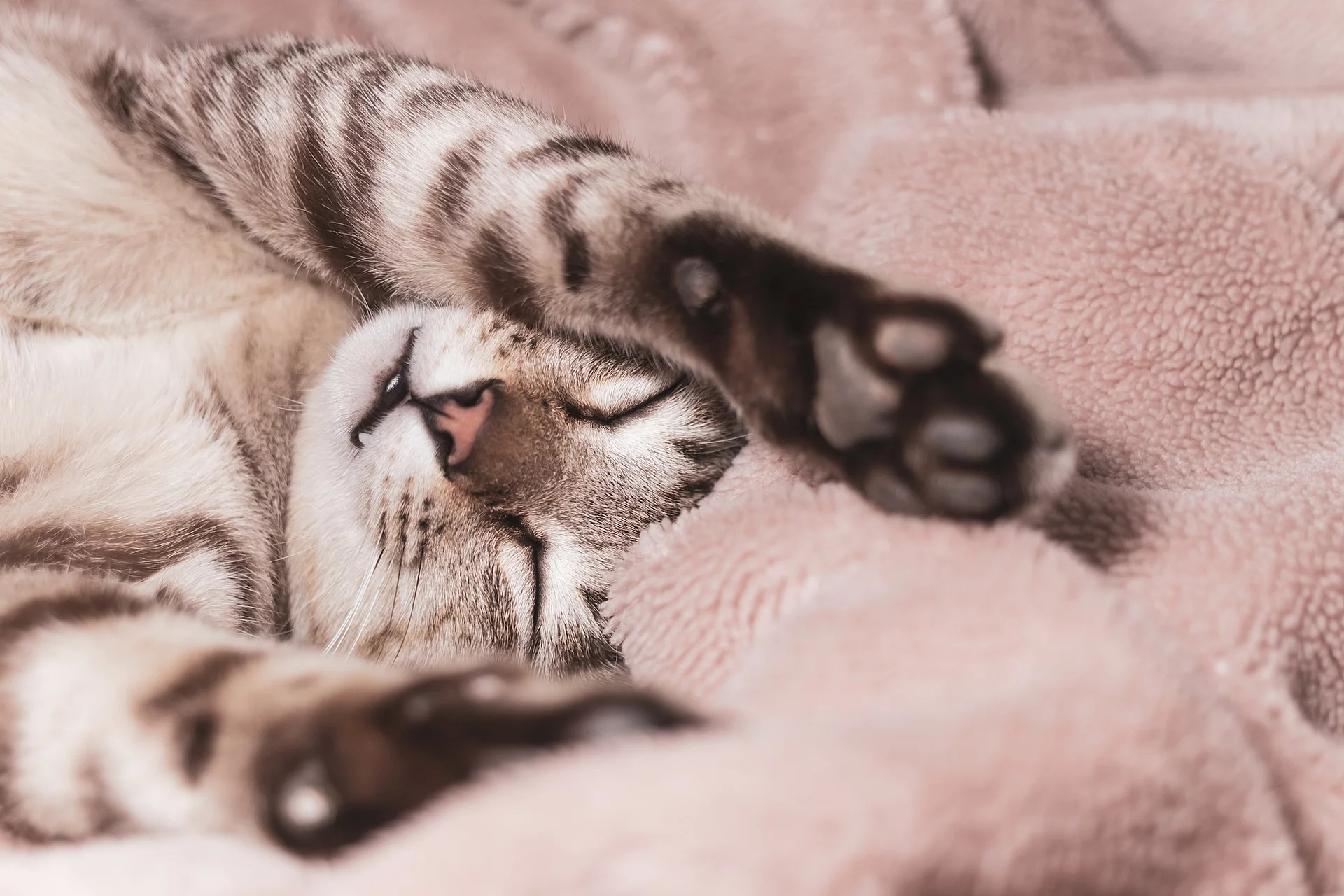 Eine junge Katze liegt auf dem Rücken mit über den Kopf hinweg gestreckten Vorderpfoten eingekuschelt in einer Decke.