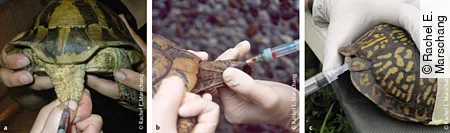 Die verschiedenen Blutentnahmestellen bei unterschiedlichen Schildkröten. Die Entnahme erfolgt entweder an der Schwanzvene, am Hals oder aus dem subcarapacialen Sinus.