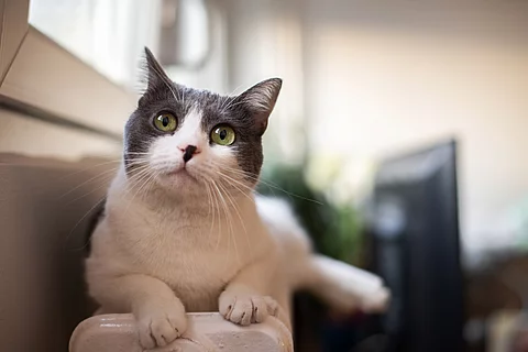 Eine schwarz-weiße Katze liegt auf einer Heizung um sich zu wärmen.