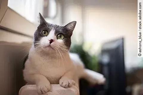 Eine schwarz-weiße Katze liegt auf einer Heizung um sich zu wärmen.