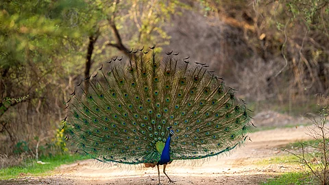 Ein bunter männlicher Pfau läuft auf einem Waldweg entlang und stellt seine Federn zu einem eindrucksvollen Rad auf.