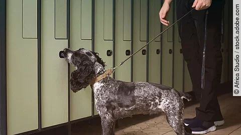 Suchhund bei der Arbeit