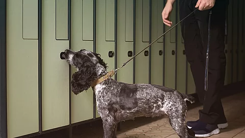 Suchhund bei der Arbeit