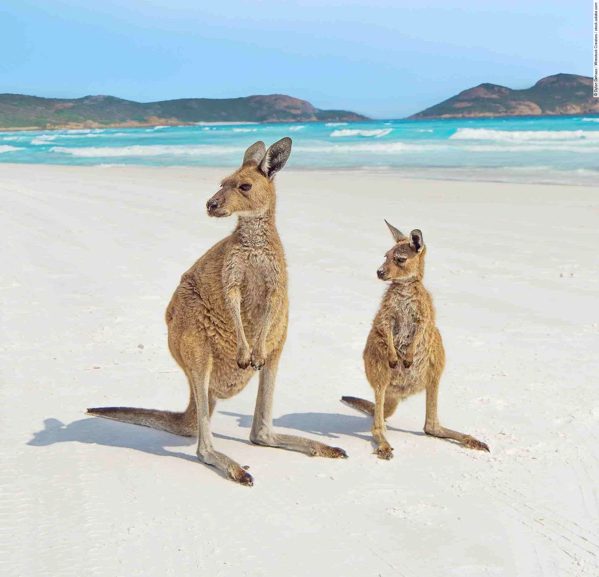 Vertical shot of a mother kangaroo and its baby looking to the l