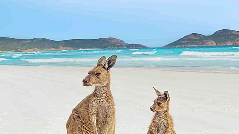 Vertical shot of a mother kangaroo and its baby looking to the l