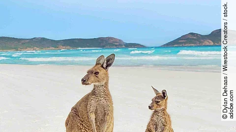 Vertical shot of a mother kangaroo and its baby looking to the l