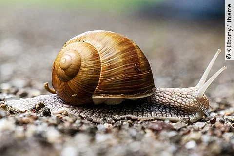 Weinbergschnecke