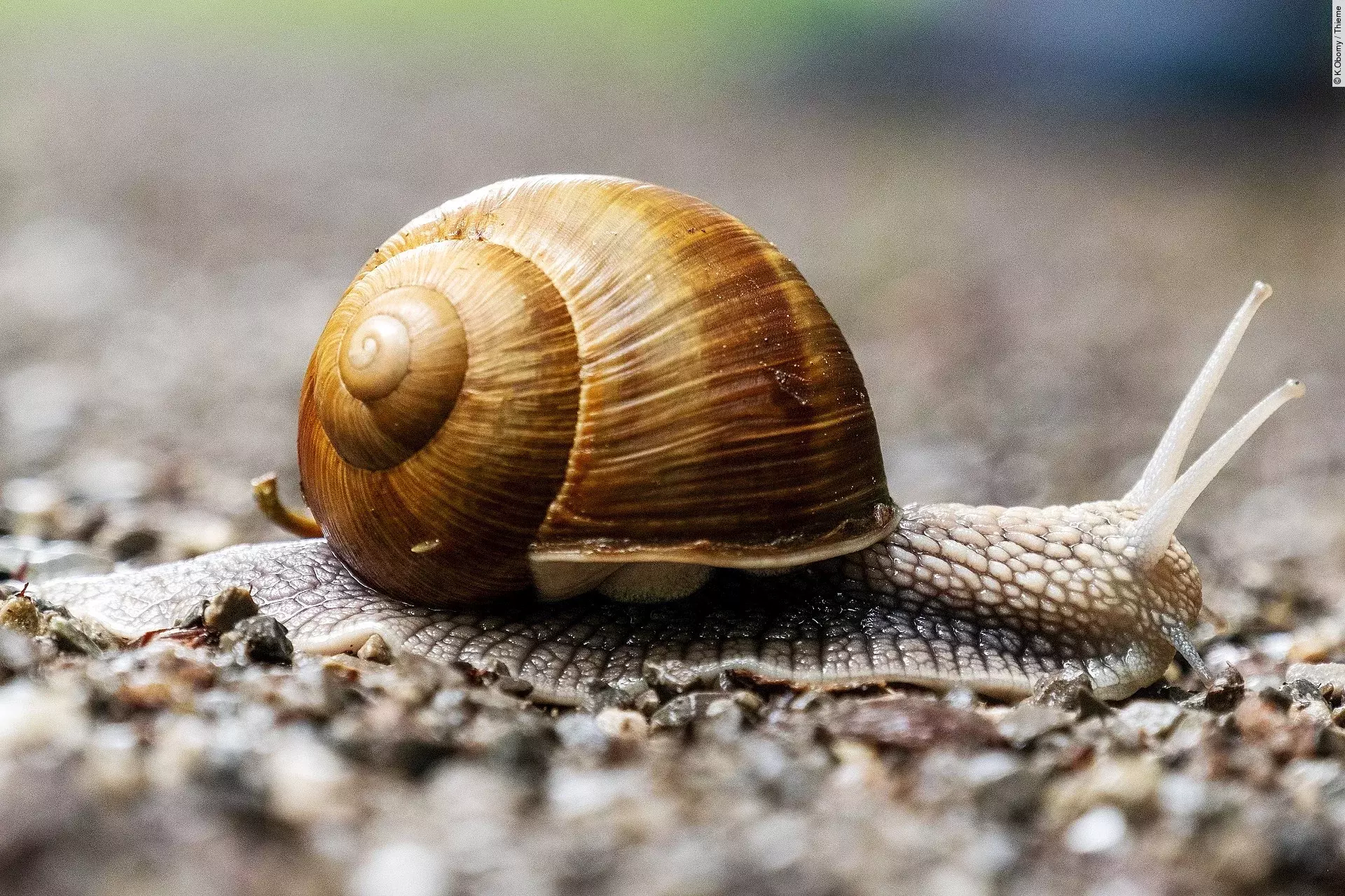 Weinbergschnecke