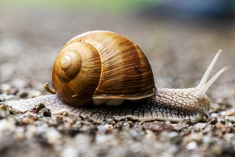 Weinbergschnecke