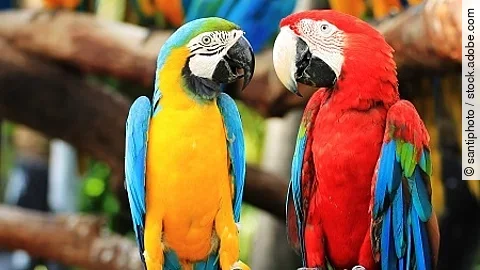 Parrot macaw couple