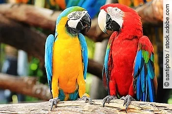 Parrot macaw couple