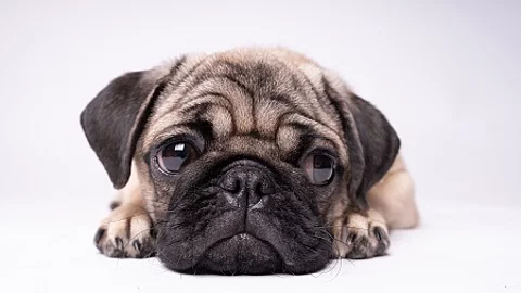 Pug, dog on white background. Cute friendly fat chubby pug puppy