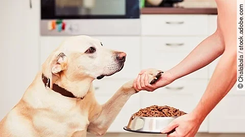 Feeding the hungry dog