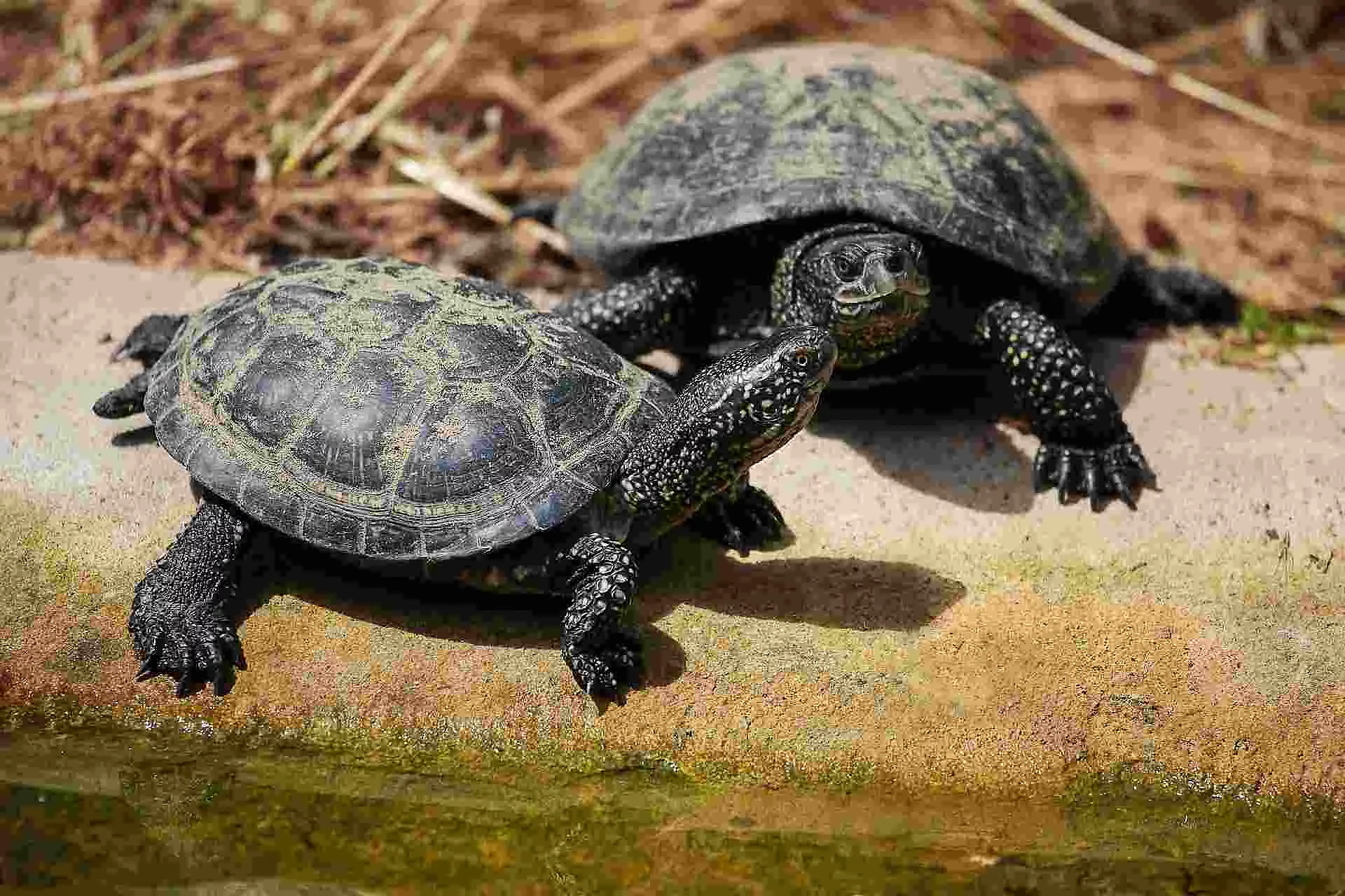 European pond turtle (Emys orbicularis)