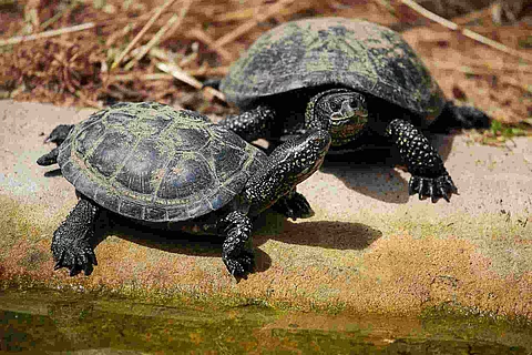 European pond turtle (Emys orbicularis)