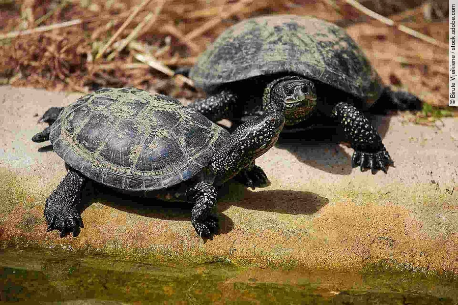 European pond turtle (Emys orbicularis)