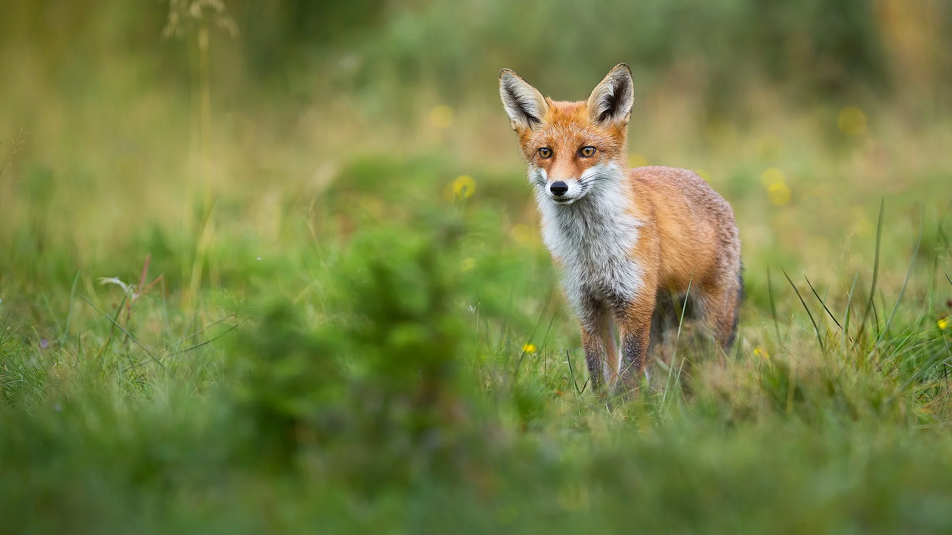 Ein Fuchs steht auf einer Wiese im hohen Gras.
