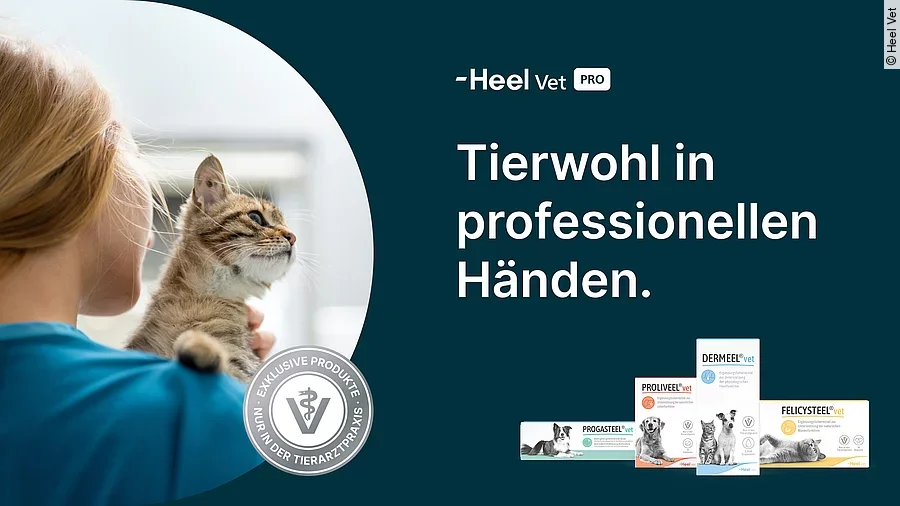 Die neuen Heel Vet Produkte sind vor einem dunkelblauen Hintergrund abgebildet. Links im Bild sieht man eine blonde Frau, die eine junge getigerte Katze auf dem Arm trägt.