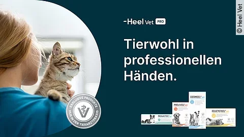 Die neuen Heel Vet Produkte sind vor einem dunkelblauen Hintergrund abgebildet. Links im Bild sieht man eine blonde Frau, die eine junge getigerte Katze auf dem Arm trägt.