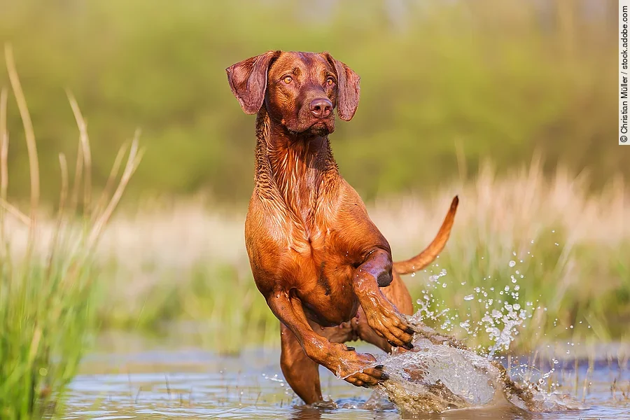 Rhodesian Ridgeback rennt im Wasser. Ein Rhodesian Ridgeback rennt im Wasser. Die Vorderbeine sind in der Luft und die Hinterbeine noch im Wasser. Er schaut freudig und aufgeregt zu Seite, als würde er etwas sehen. Das Wasser um ihn herum spritzt.