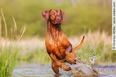 Ein Rhodesian Ridgeback rennt im Wasser. Die Vorderbeine sind in der Luft und die Hinterbeine noch im Wasser. Er schaut freudig und aufgeregt zu Seite, als würde er etwas sehen. Das Wasser um ihn herum spritzt.