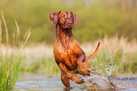 Ein Rhodesian Ridgeback rennt im Wasser. Die Vorderbeine sind in der Luft und die Hinterbeine noch im Wasser. Er schaut freudig und aufgeregt zu Seite, als würde er etwas sehen. Das Wasser um ihn herum spritzt.