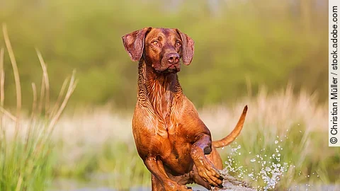 Rhodesian Ridgeback rennt im Wasser. Ein Rhodesian Ridgeback rennt im Wasser. Die Vorderbeine sind in der Luft und die Hinterbeine noch im Wasser. Er schaut freudig und aufgeregt zu Seite, als würde er etwas sehen. Das Wasser um ihn herum spritzt.