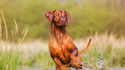 Ein Rhodesian Ridgeback rennt im Wasser. Die Vorderbeine sind in der Luft und die Hinterbeine noch im Wasser. Er schaut freudig und aufgeregt zu Seite, als würde er etwas sehen. Das Wasser um ihn herum spritzt.