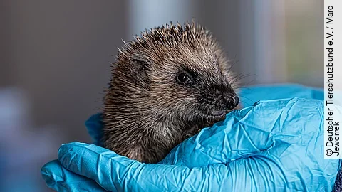 Ein junger Igel sitzt in einer Hand. Die Person trägt einen blauen Einmalhandschuh. 