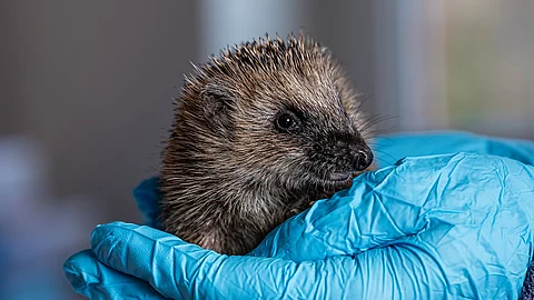 Ein junger Igel sitzt in einer Hand. Die Person trägt einen blauen Einmalhandschuh. 