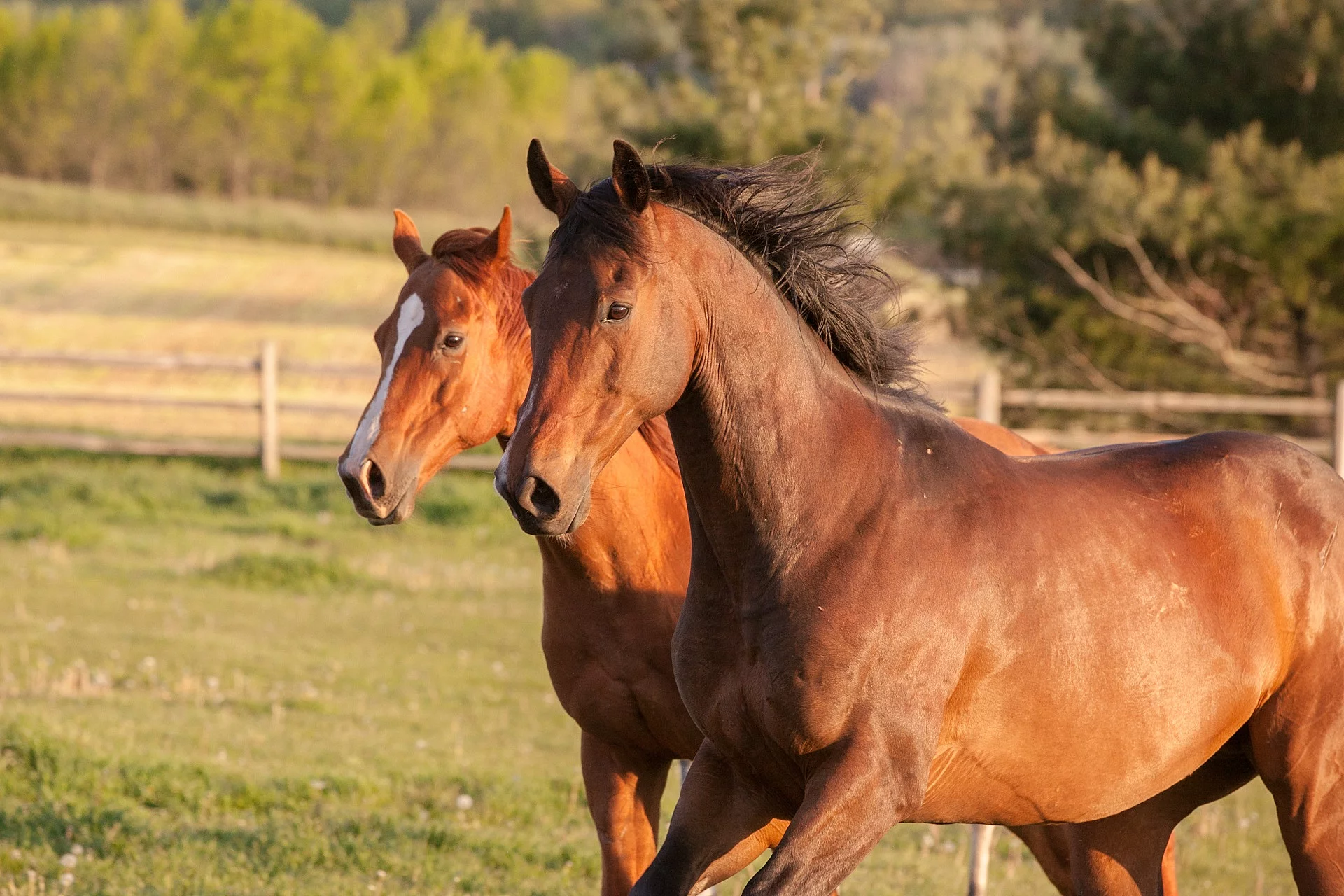 Pferde auf der Weide