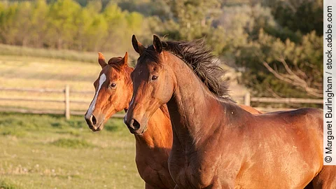 Pferde auf der Weide Pferde auf der Weide