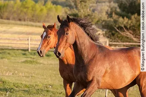 Pferde auf der Weide