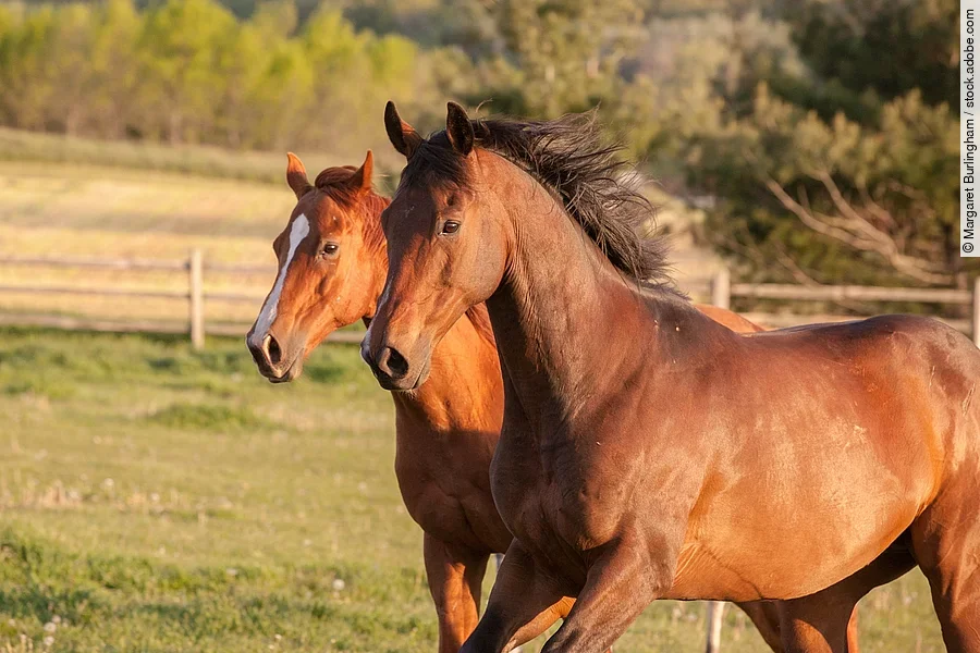 Pferde auf der Weide