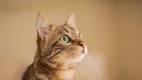 Neugierige getigerte Katze