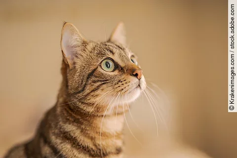 Neugierige getigerte Katze