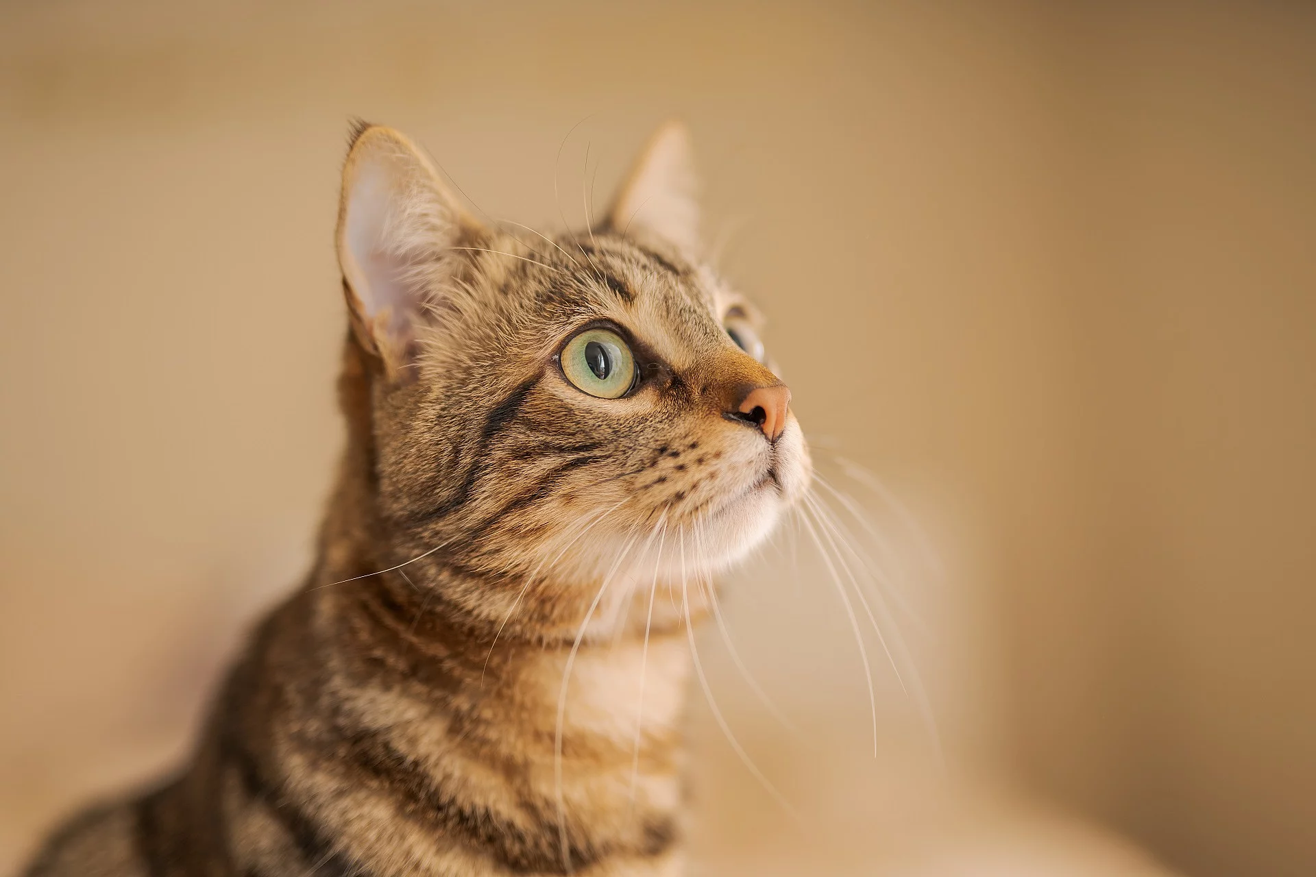 Neugierige getigerte Katze